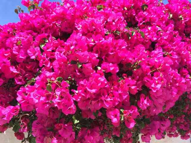 Beautiful double-bracted Buganvilla, in Mijas Costa, S.Spain.